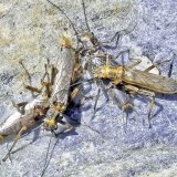 La Suisse abrite une grande diversité de plécoptères. Swiss Systematics Society